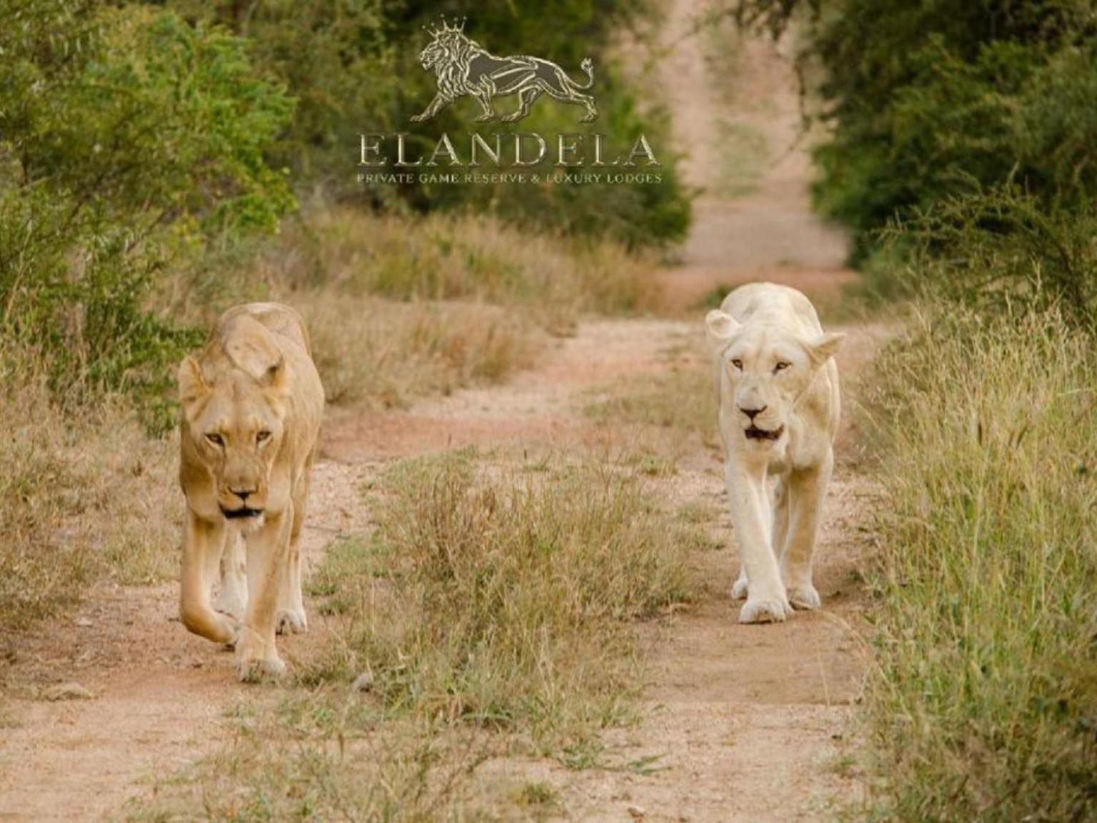 Elandela Private Game Reserve&Luxury Lodge Hoedspruit Exterior foto