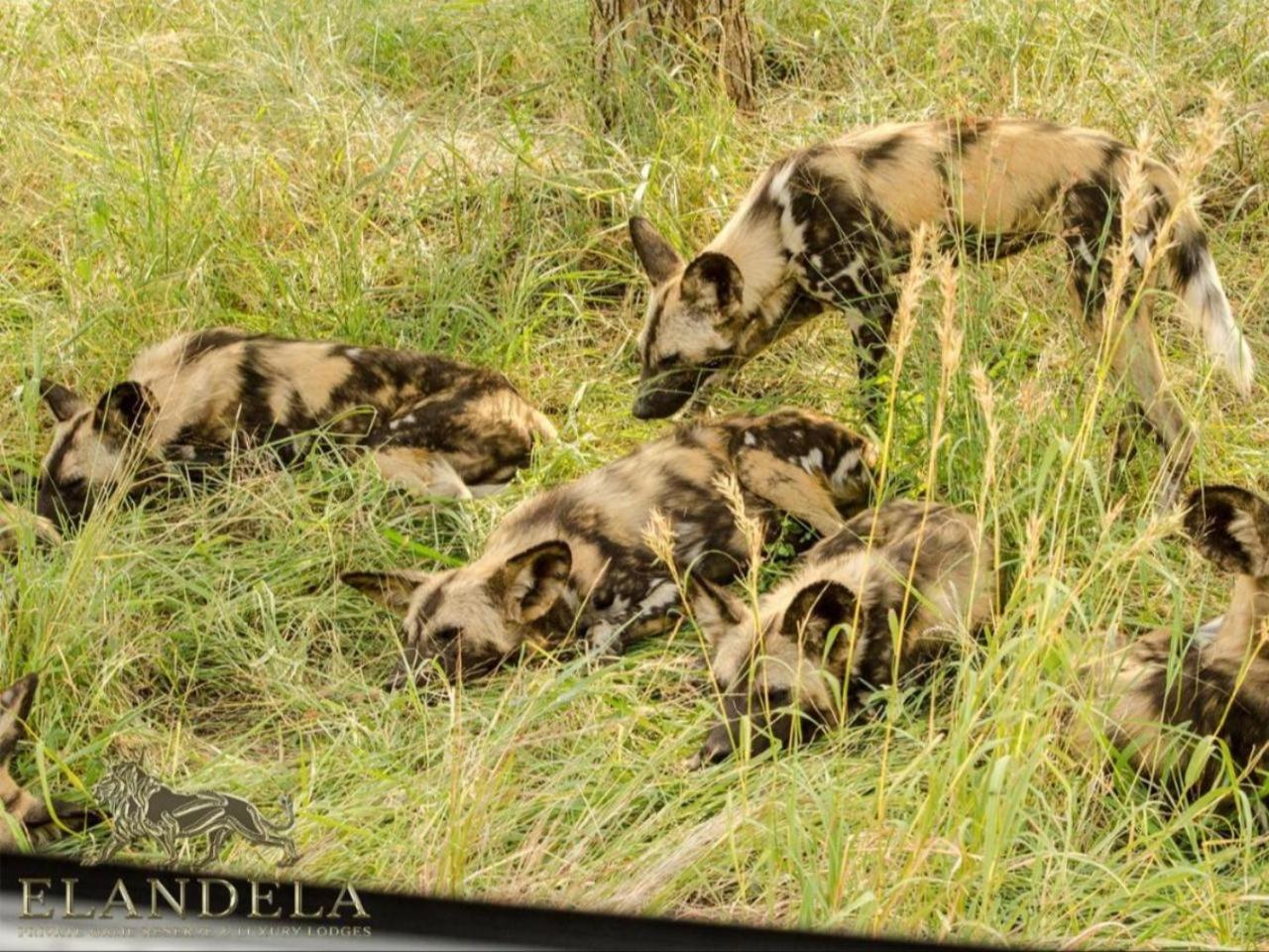 Elandela Private Game Reserve&Luxury Lodge Hoedspruit Exterior foto