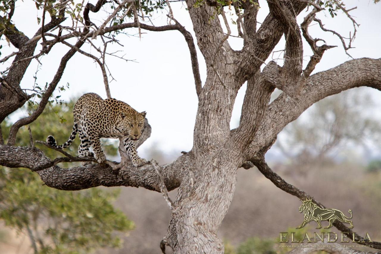 Elandela Private Game Reserve&Luxury Lodge Hoedspruit Exterior foto
